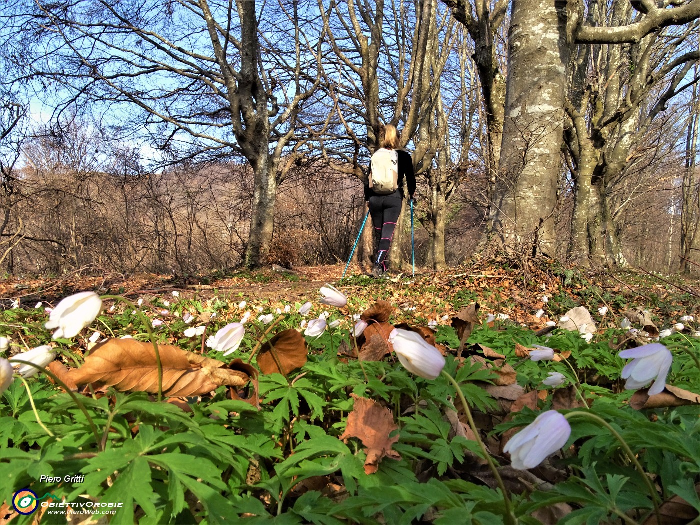 22 Anemone dei boschi (Anemonoides nemorosa) tra filari di piante.JPG